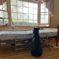 <p>New York has seen a rise in COVID-19 cases, leading to a potential shortage of hospital beds.</p>