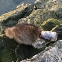 <p>A raccoon had to be rescued by firefighters in Westport after it got its head stuck in a peanut butter jar.</p>