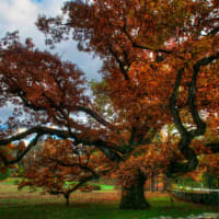 <p>The 500-year-old, historic Bedford Oak is one of Westchester&#x27;s most glorious sights in the fall.</p>