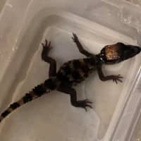 <p>A Bayport family returned home to find a baby alligator in their swimming pool.</p>