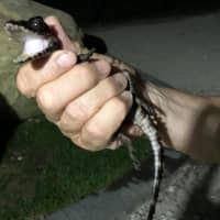 <p>A Bayport family returned home to find a baby alligator in their swimming pool.</p>