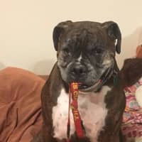 <p>Remy is a Bulldog who likes to take his owner&#x27;s keys.</p>