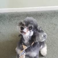 <p>Pepper is a Phantom Toy Poodle.</p>