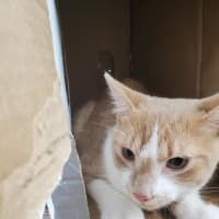 <p>This male cat was rescued by a 10-year-old boy in Bridgeport after he was reportedly thrown from a bridge, according to Bridgeport Animal Control.</p>