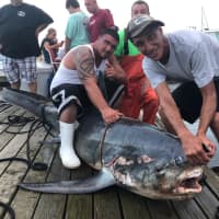 <p>Members of the Staten Island Fishing Club reeled in a 510-pound shark.</p>