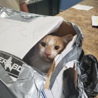 <p>A boy rescued this cat reportedly thrown from a bridge, according to Bridgeport Animal Control.</p>