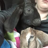 <p>Saved from slaughter, goats Jax and Ted require round-the-clock care at 4 weeks old.</p>
