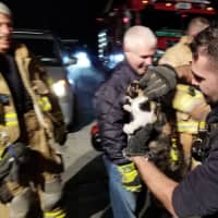 <p>It took a village to rescue a kitten that found itself in a car engine in Yorktown.</p>