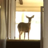 <p>A deer jumped through a front window of an Easton home and then wandered around inside.</p>