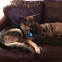 <p>Delilah, left, was a neglect case taken in by a New Jersey rescue. She has learned to love with help from her new brother, Pablo, a Shar Pei.</p>
