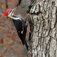 <p>Pileated Woodpecker</p>