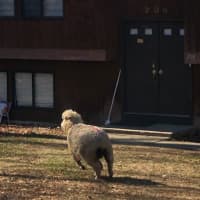 <p>The sheep out for a romp.</p>