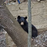 <p>A black bear nicknamed &#x27;Dan Berry&#x27; made himself at home behind the Danbury Fire Department.</p>