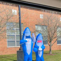 <p>The sharks visiting a local school.</p>