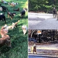 𝗨𝗣𝗗𝗔𝗧𝗘: More Than 90 Dogs, Pups Removed From NJ Home, Couple Charged