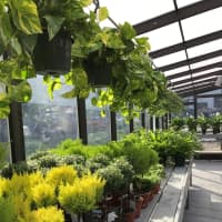 <p>The newly renovated Abilis Gardens &amp; Gifts in Greenwich will hold a ribbon cutting and open house on Thursday</p>