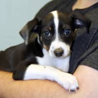 <p>Annie is among the newest animals put up for adoption at Pet Rescue in Harrison. She is a 9-week-old Dachshund mix pup, weighing about four pounds. She is very sweet and friendly, according to volunteers.</p>