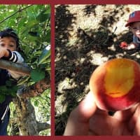 <p>Apple, peach and pumpkin-picking can be fun – and often adorable – but the Borough of Hillsdale asserts that inadequate parking is causing dangerous traffic problems.</p>