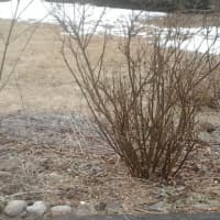 <p>Can you believe this gray patch in March will be bursting with color in July?</p>