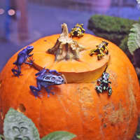 <p>Poison dart frogs inspect a jack-o’- lantern in the “Frogs!” exhibit of The Maritime Aquarium at Norwalk, which transforms into the AquaScarium Oct. 21-22 &amp; 28-29.</p>