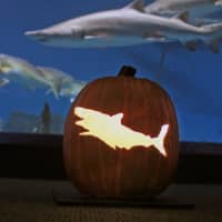 <p>Carved pumpkins will help to transform The Maritime Aquarium at Norwalk into the AquaScarium Oct. 21-22 &amp; 28-29.</p>