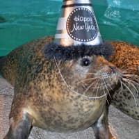 <p>The harbor seals will be in the middle of the fun during “Maritime ExtraTime: New Year’s Eve,” offering bonus entertainers, experiences, treats and more on Dec 31.</p>