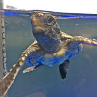 <p>This hatchling loggerhead sea turtle will be on display in the new &quot;Sea Turtle Nursery&quot; at the Maritime Aquarium in Norwalk for the next year.</p>