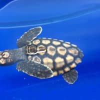 <p>This hatchling loggerhead sea turtle will be on display in the new &quot;Sea Turtle Nursery&quot; at the Maritime Aquarium in Norwalk for the next year.</p>