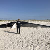 <p>A humpback whale&#x27;s body was removed from the surf on Westhampton Beach.</p>