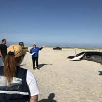 <p>Officials work to determine the cause of death of the whale on Westhampton Beach.</p>