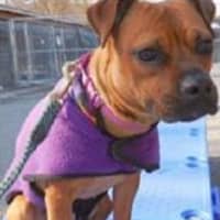 <p>Bambi, an adorable puggle/pit bull/boxer mix, is up for adoption at the Putnam Human Society in Carmel.</p>