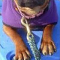 <p>Bambi, an adorable puggle/pit bull/boxer mix, is up for adoption at the Putnam Human Society in Carmel.</p>