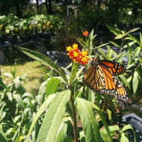 <p>Native plants provide many things to bees, birds and butterflies, such as pollen, nectar, cover and seeds.</p>