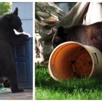 <p>The bear played in trashcans in local yards Thursday morning.</p>
