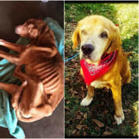 <p>Simba, a 14-year-old lab mix, was rescued from a hoarding situation and then adopted out into a loving home once he was healthy.</p>