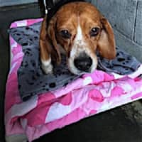 <p>This male beagle was also found on Starr Ridge Road in Brewster. He is now at the Putnam Humane Society&#x27;s shelter in Carmel.</p>