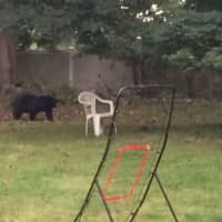 <p>A picture of a bear in Miriam Katz&#x27;s backyard.</p>
