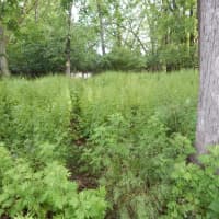 <p>An overgrown and wooded area, before AXA IM volunteers cleared it to make room for an outdoor classroom.</p>
