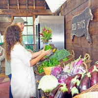<p>Customers pick a peck of peppers at Blue Barn, a new farmstand in Sloatsburg.</p>