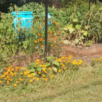 <p>Summer vegetables continue to grow at the Bogota Community Garden.</p>