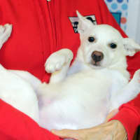<p>Bonnie likes having fun, according to Pet Rescue volunteers, but she&#x27;&#x27;s growing a little bored of her Harrison shelter. The 3-month-old Corgi mix is up for adoption.</p>