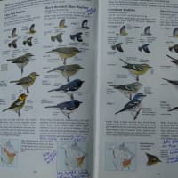 <p>The marked pages of a well-worn Sibley Guide to Birds.</p>