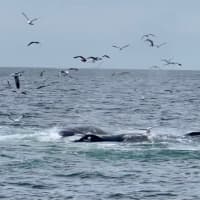 <p>As a whale submerges about two miles off the Jersey Shore, seagulls and swallows swoop in for its leftover seafood. (Photos courtesy of Roger J. Muller, Jr. )</p>