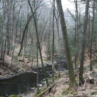 <p>The Mianus River Gorge was the first land project of The Nature Conservancy.</p>