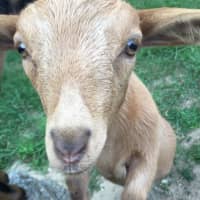<p>&quot;Calvin,&quot;  a Nigerian Dwarf goat, has joined the growing menagerie at Tilly Foster Farm in Brewster.</p>