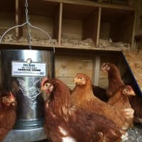 <p>Fable Farm raises free range chickens</p>