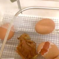 <p>A chick emerges from an egg in Chappaqua Central School District.</p>