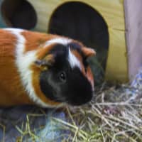 <p>Chocolate is a two-year-old female guinea pig</p>
