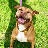 <p>Smiling and happy now, Clover is a dog in need of a forever family for her twilight years.</p>