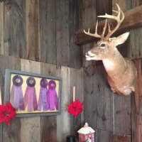 <p>Ribbons won by Guy and Neysa Cockburn&#x27;s fabulous firs are framed next to a stuffed deer&#x27;s head in a cozy room with a fireplace.</p>